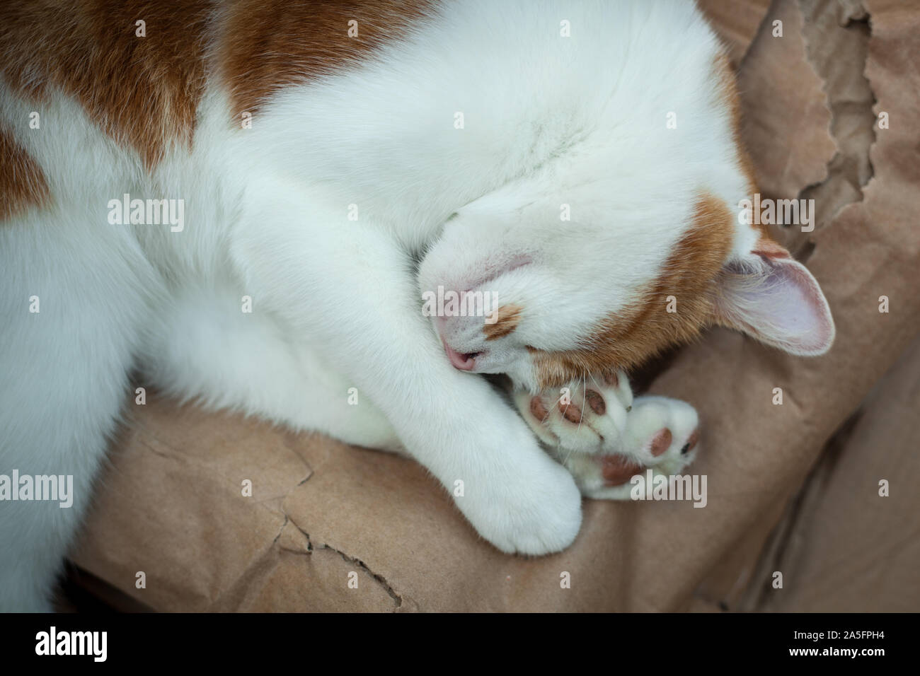cute ginger cat sleeping peacefully in the garden Stock Photo - Alamy