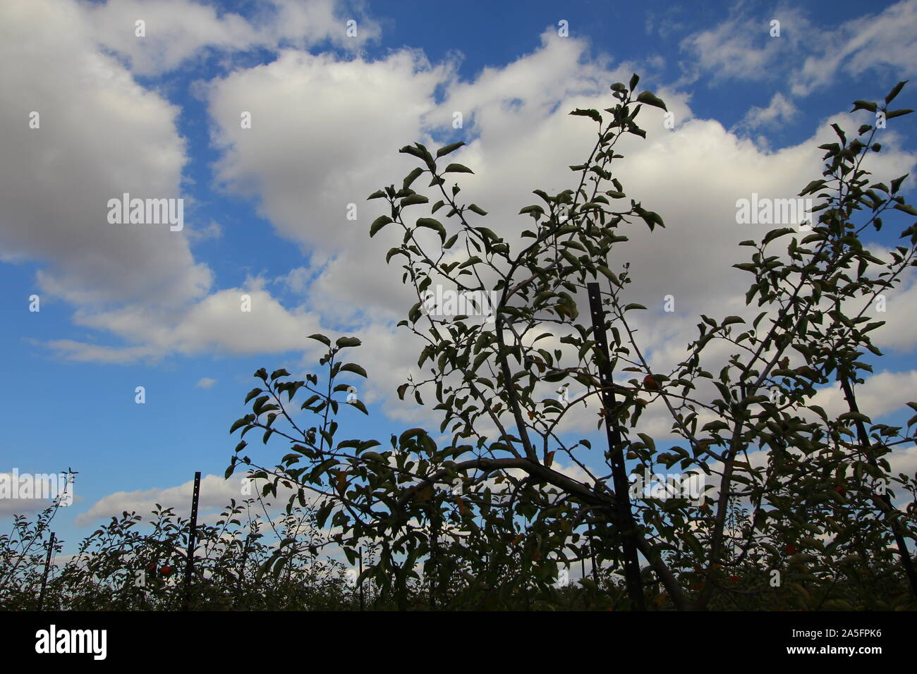 Apple Orchard, Ohio Stock Photo Alamy