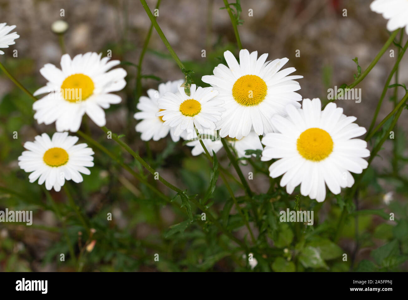 Oxeye Daisy (Leucanthemum vulgare) flowers Stock Photo