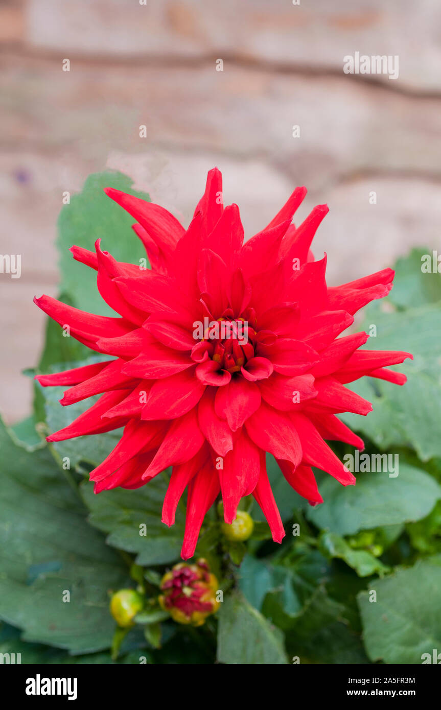 Red Pygmy dahlia with breaking bud in close up. A tuberous plant that
