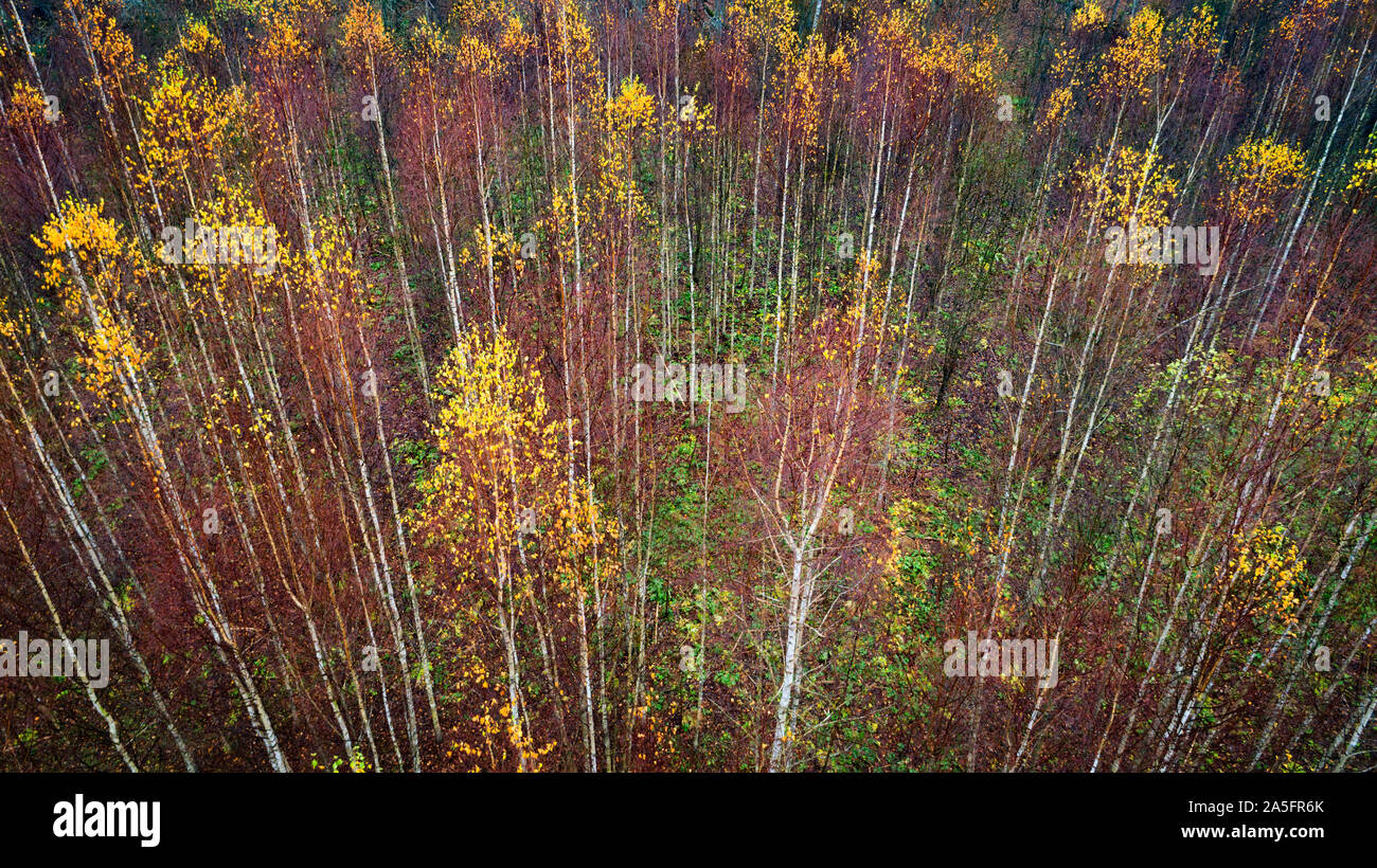 Aerial top view of autumn trees in wild park in september web banner ...