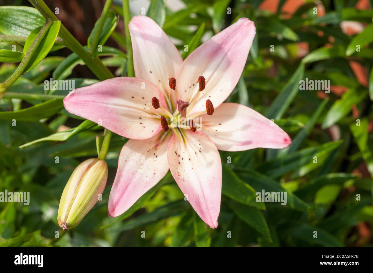 Pink and white lily best sale