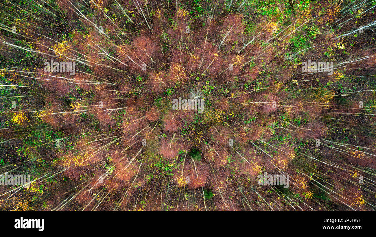 Aerial top view of autumn trees in wild park in september web banner ...