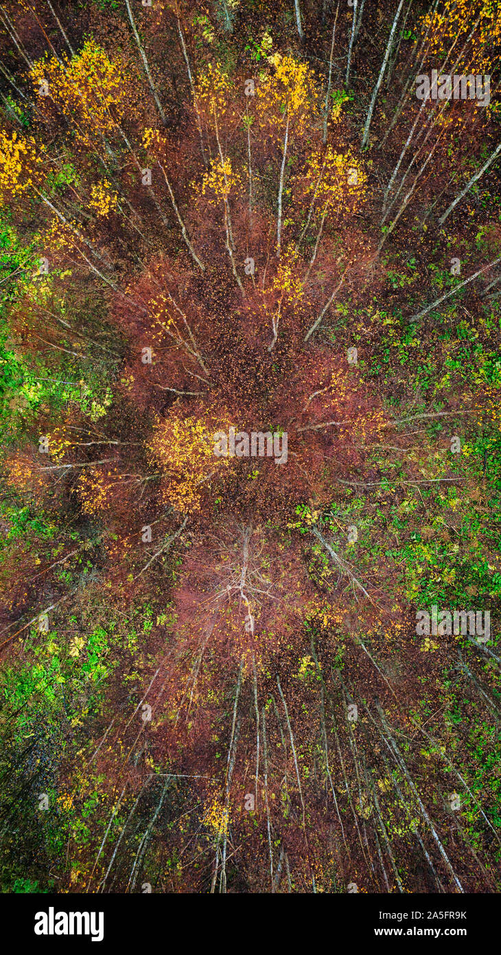 Aerial top view of autumn trees in wild park in september web banner ...