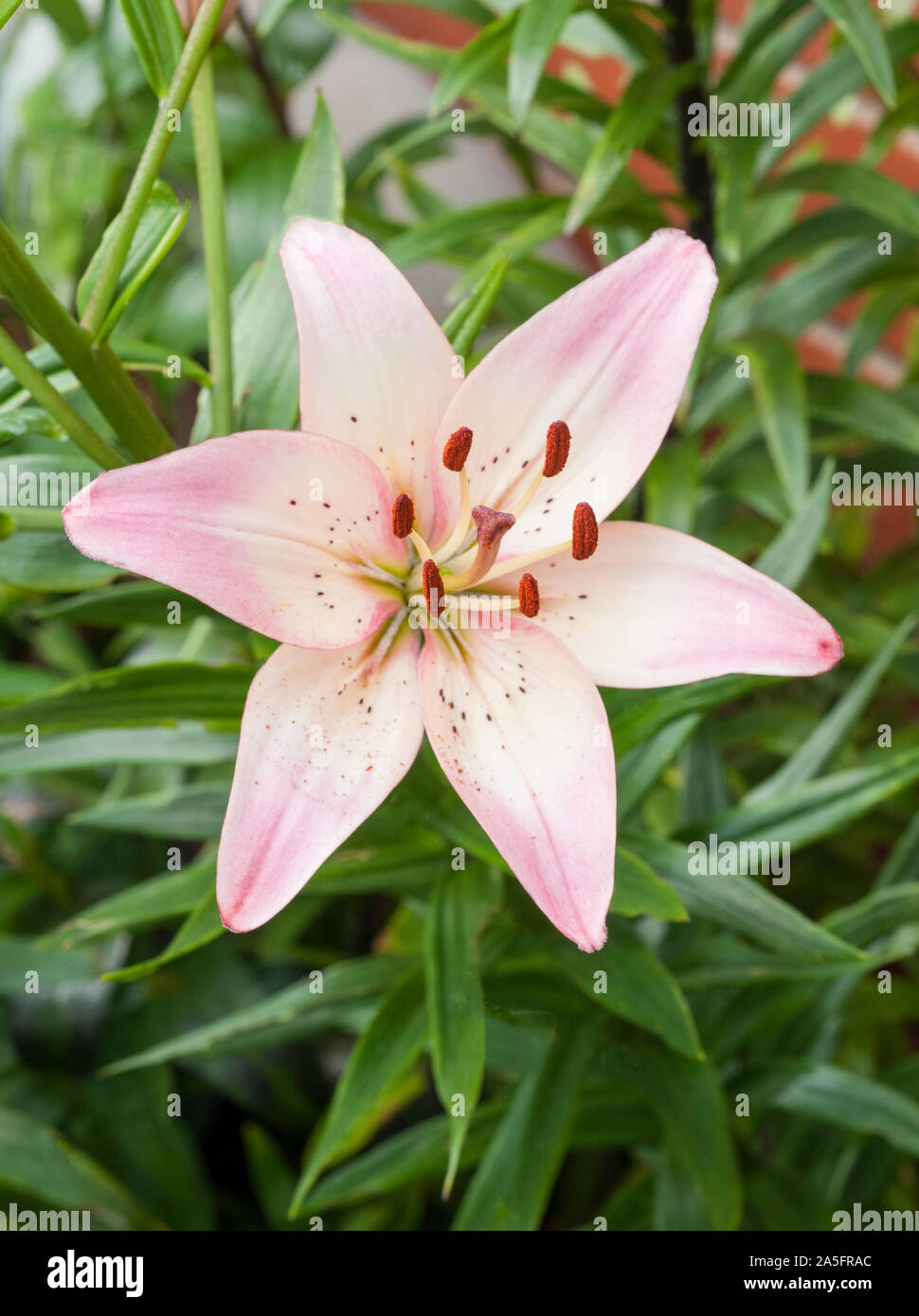 A pink and white Asiatic lily Lollypop showing Stigma and Stamen A 1a