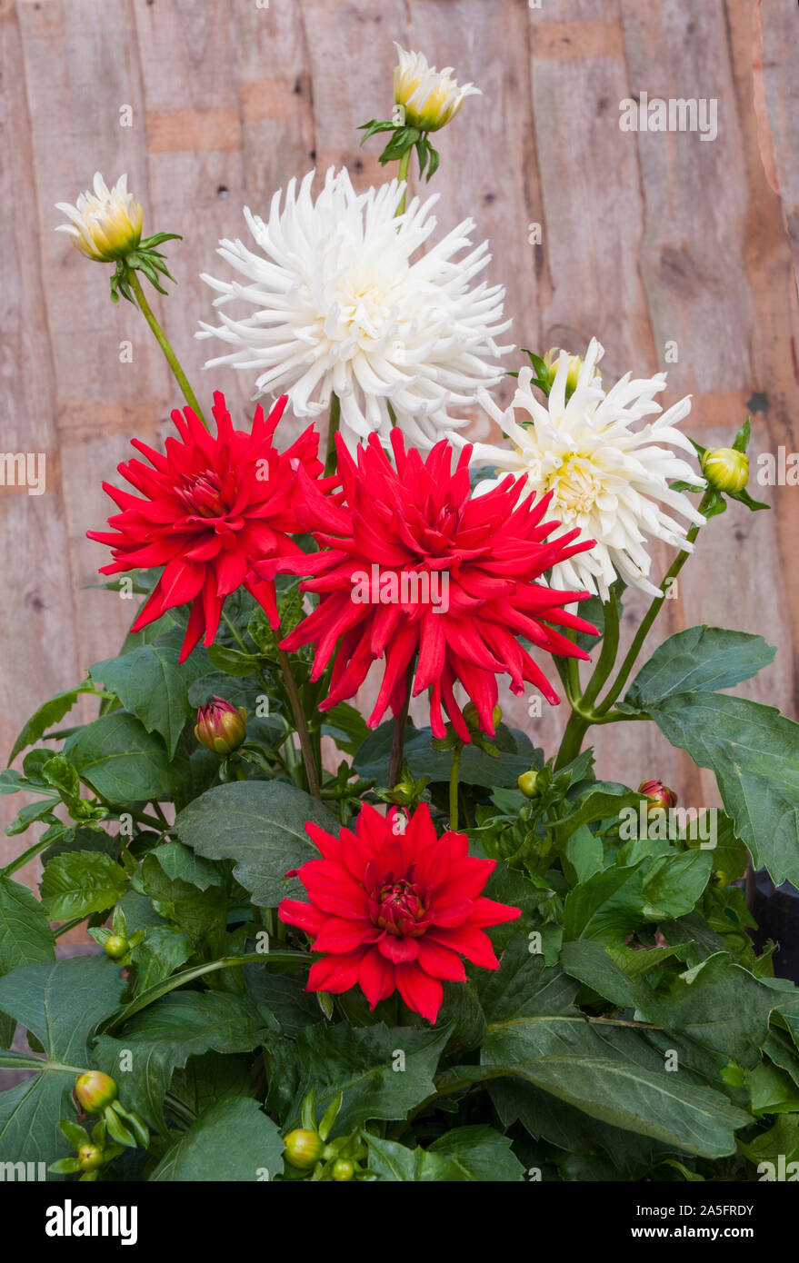 Group of Red Pygmy cactus dahlia flowers with white dahlias Playa Blanca behind them  Tuberous plants that are deciduous and half hardy Stock Photo