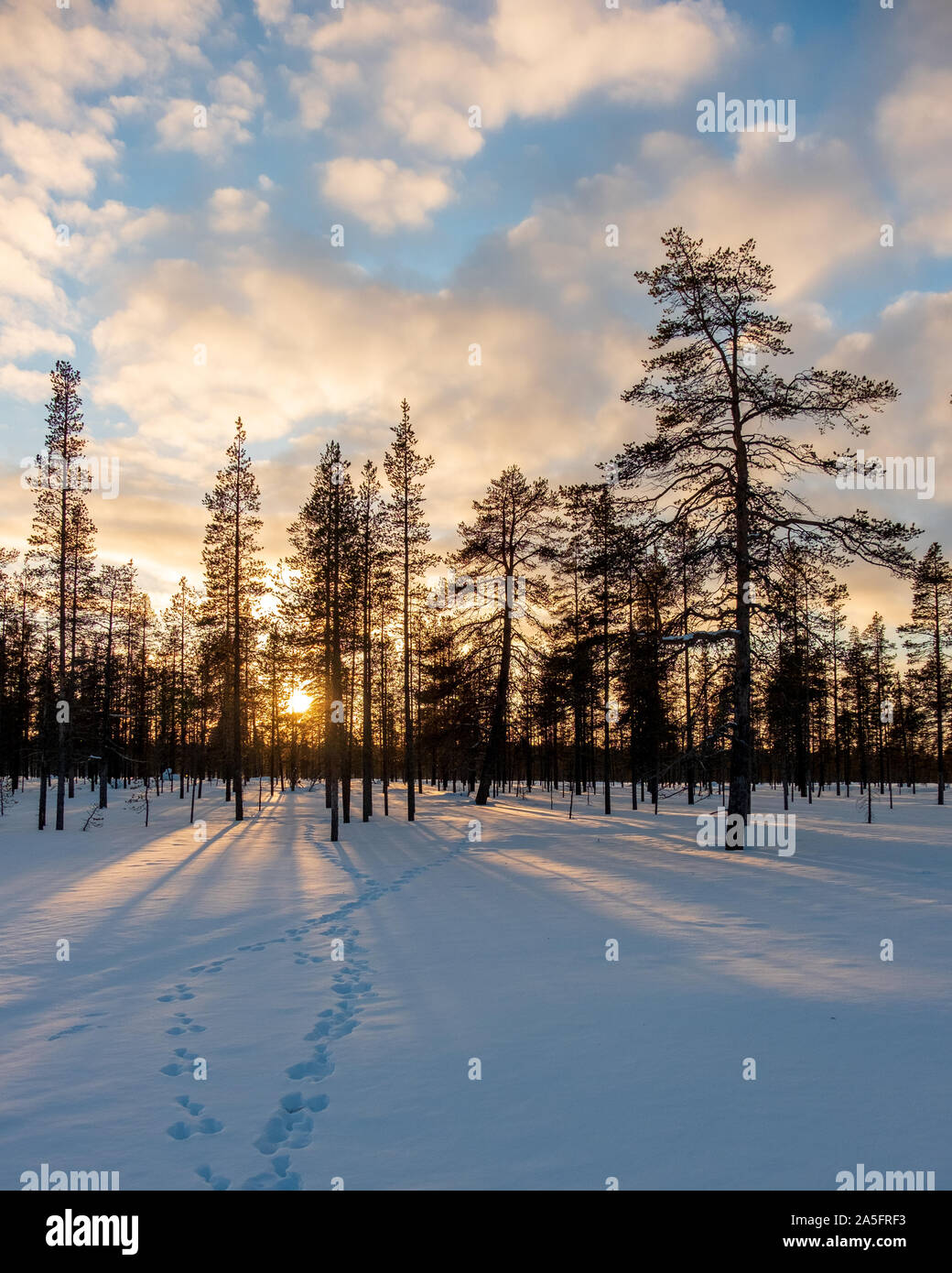 Footprints into a winter forest at sunset, Lapland, Finland Stock Photo