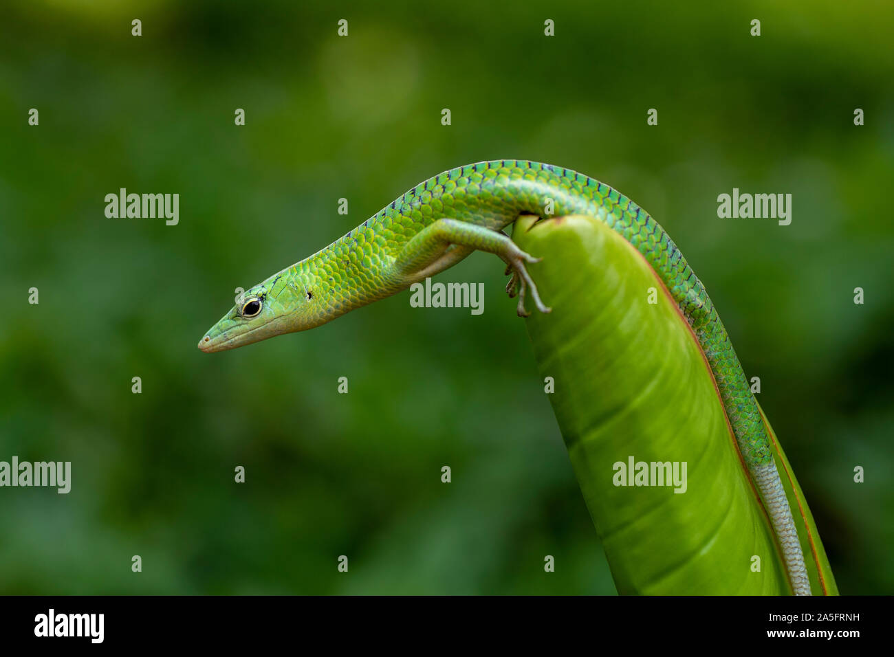 Green skink lizard on a plant, Indonesia Stock Photo