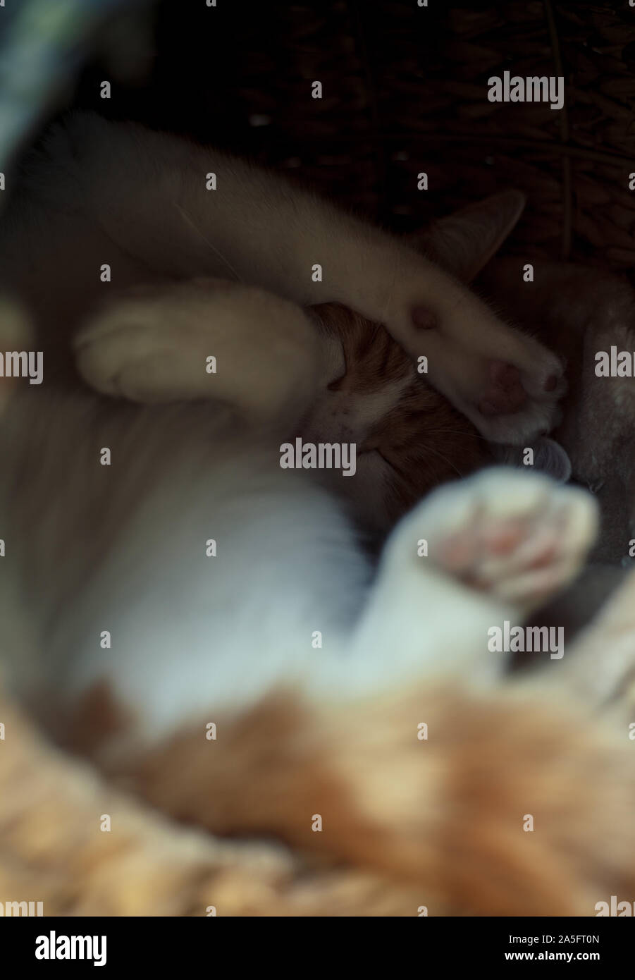 ginger tabby cat sleeping outside in a wicker pod Stock Photo