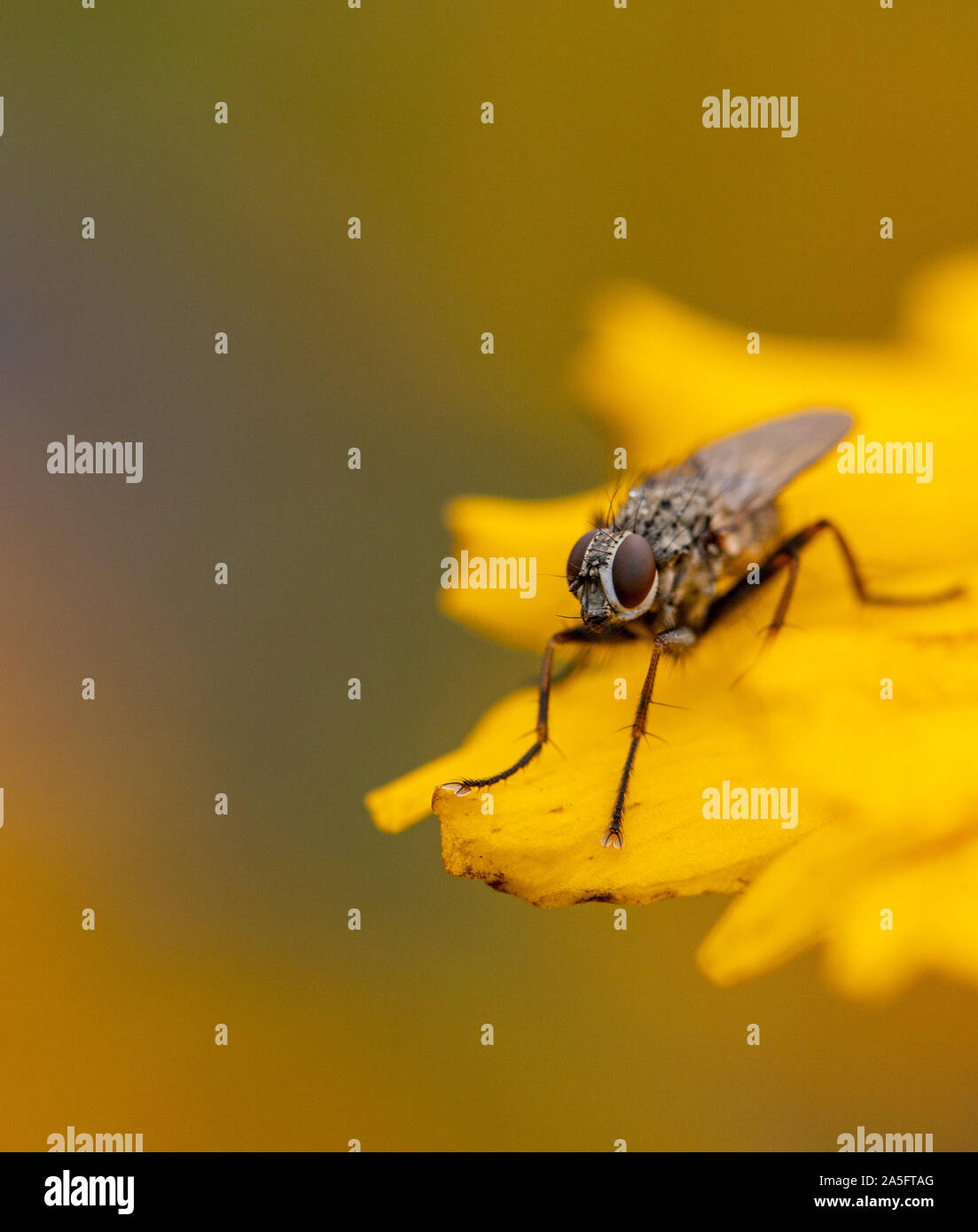 Wild insect kingdom hi-res stock photography and images - Alamy