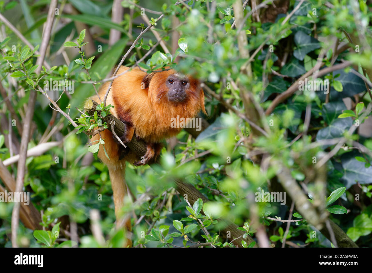 Golden Lion Tamarin - Leontopithecus rosalia Rare New World Monkey from Atlantic Brazil Coast Stock Photo