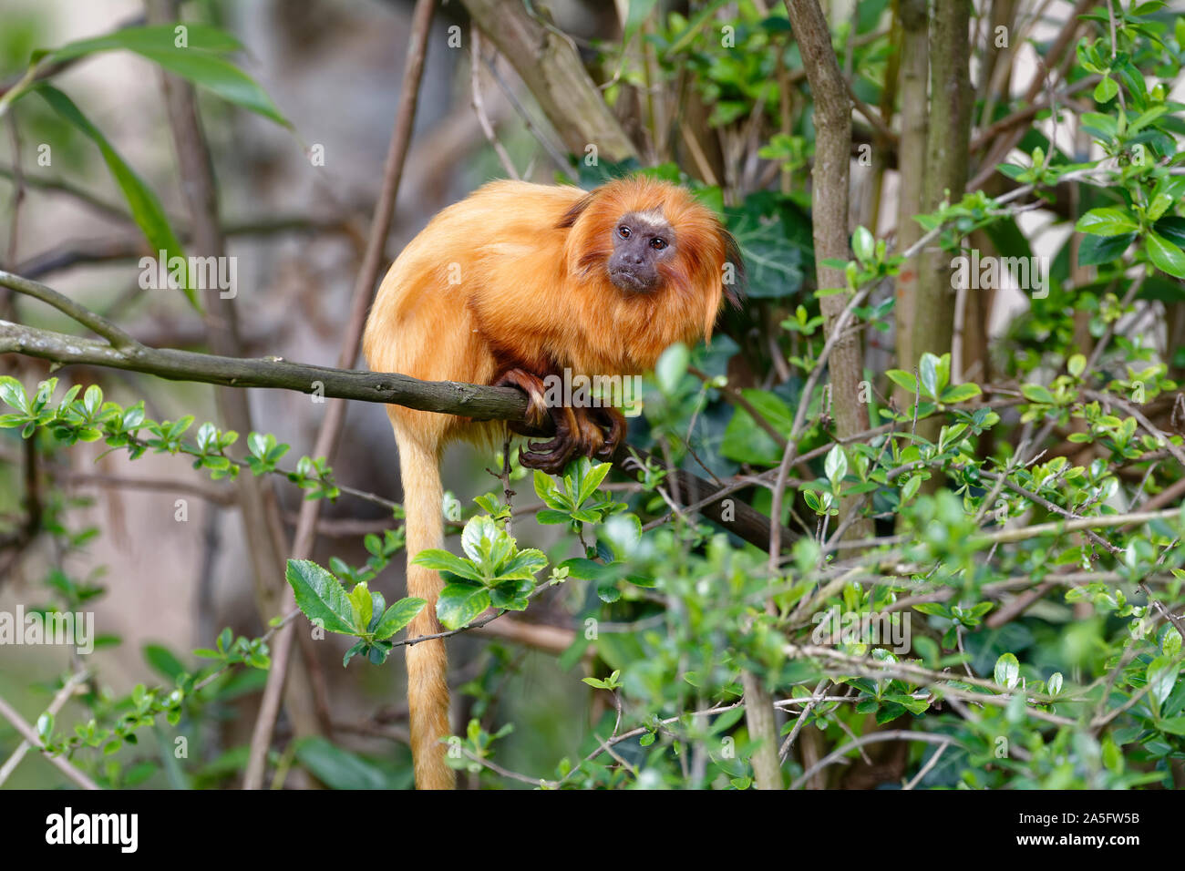 Golden Lion Tamarin - Leontopithecus rosalia Rare New World Monkey from Atlantic Brazil Coast Stock Photo