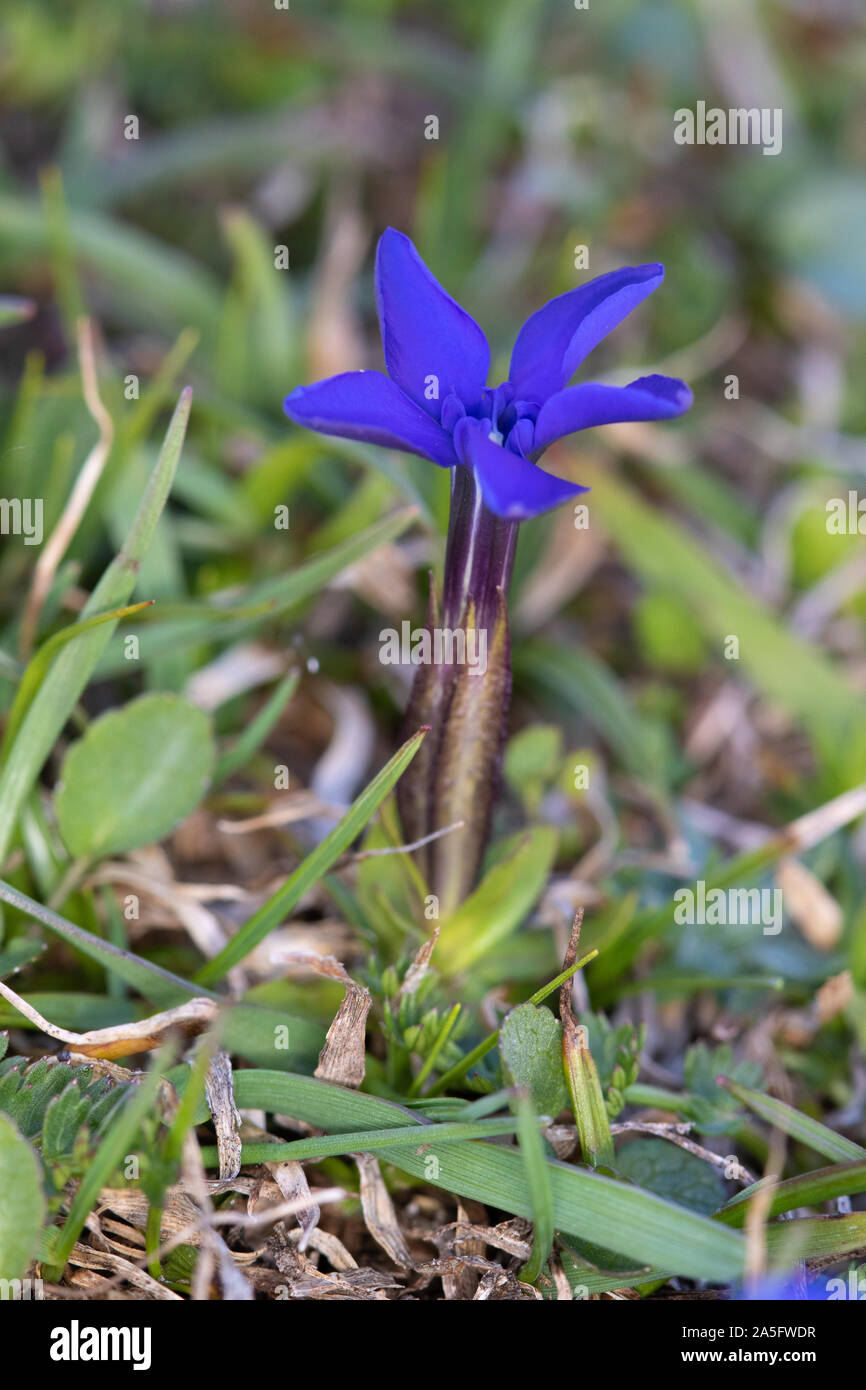 Spring Gentian (Gentiana verna) flower Stock Photo