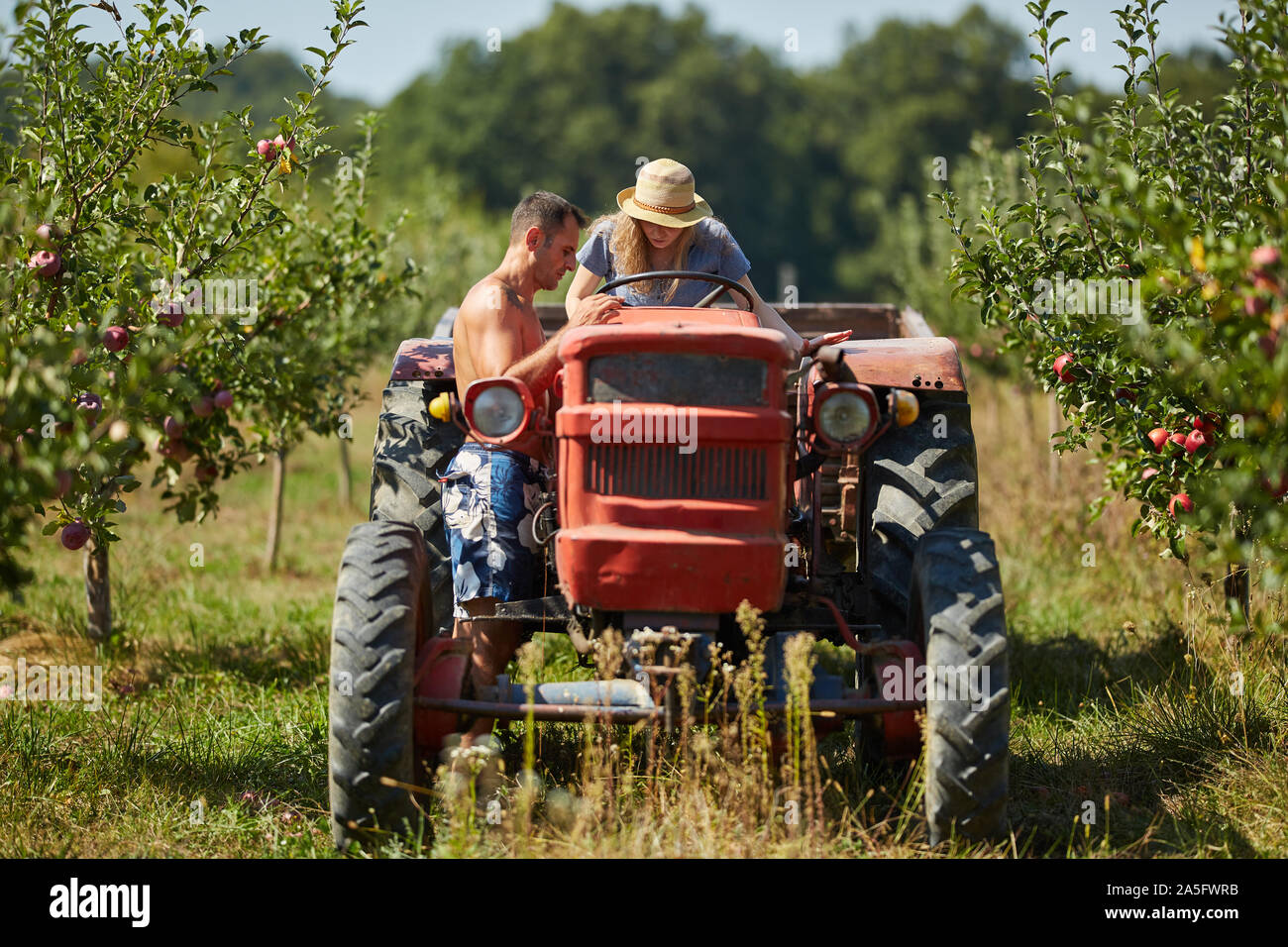 Farmers couple driving the tractor through apples orchard Stock Photo ...