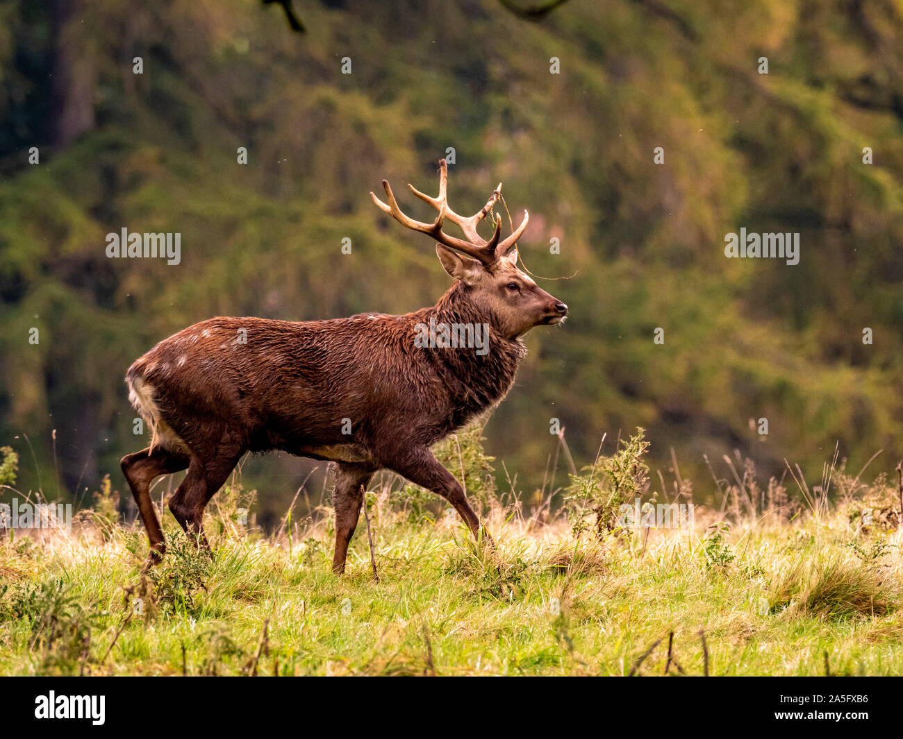 Manchurian Sika Deer, Studley Royal Park, North Yorkshire, UK. Stock Photo