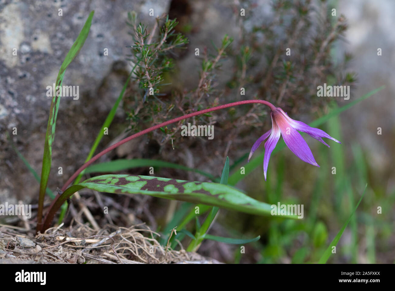 Dog's-tooth Violet (Erythronium dens-canis) flower Stock Photo