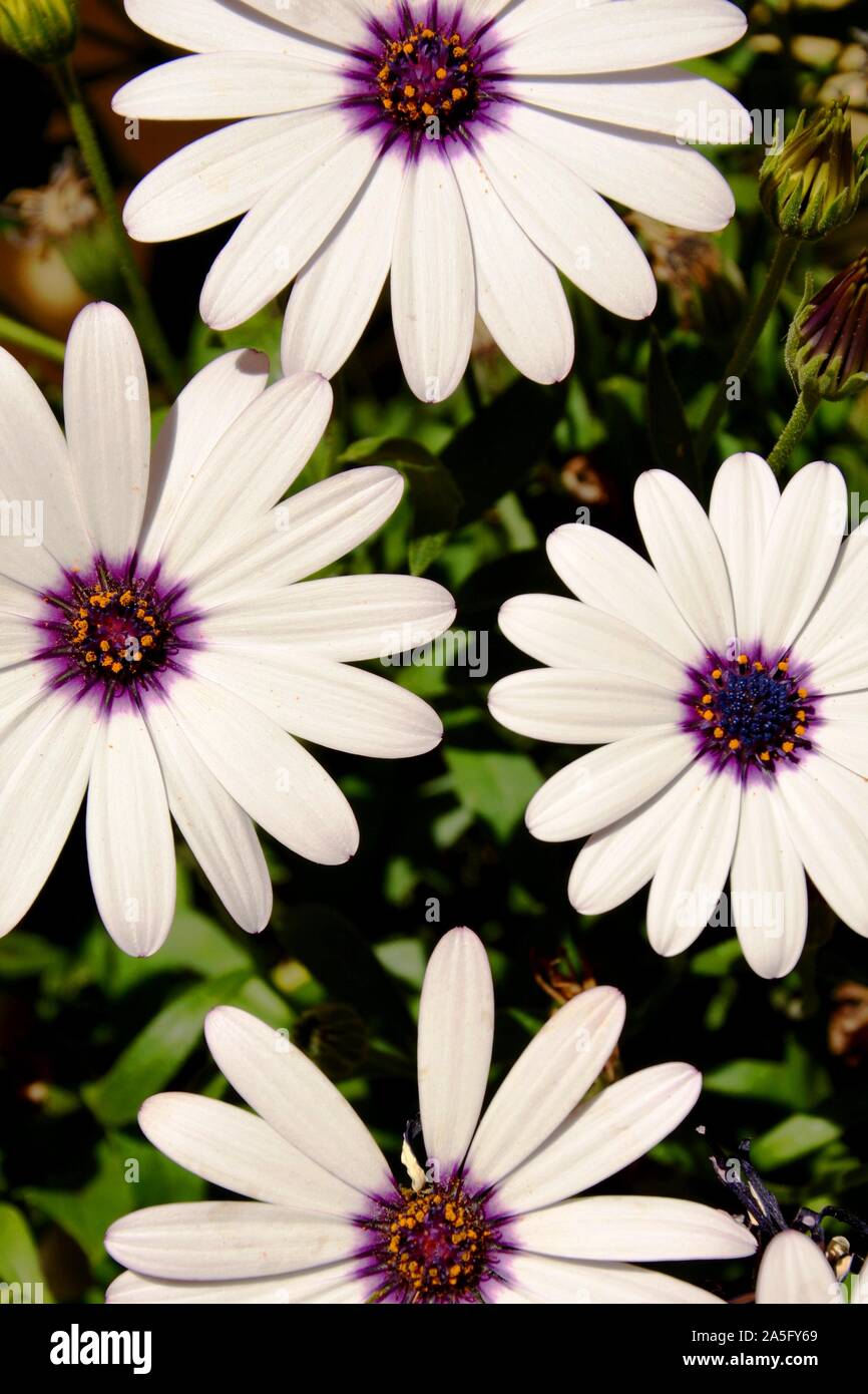 white flowers in a garden Stock Photo