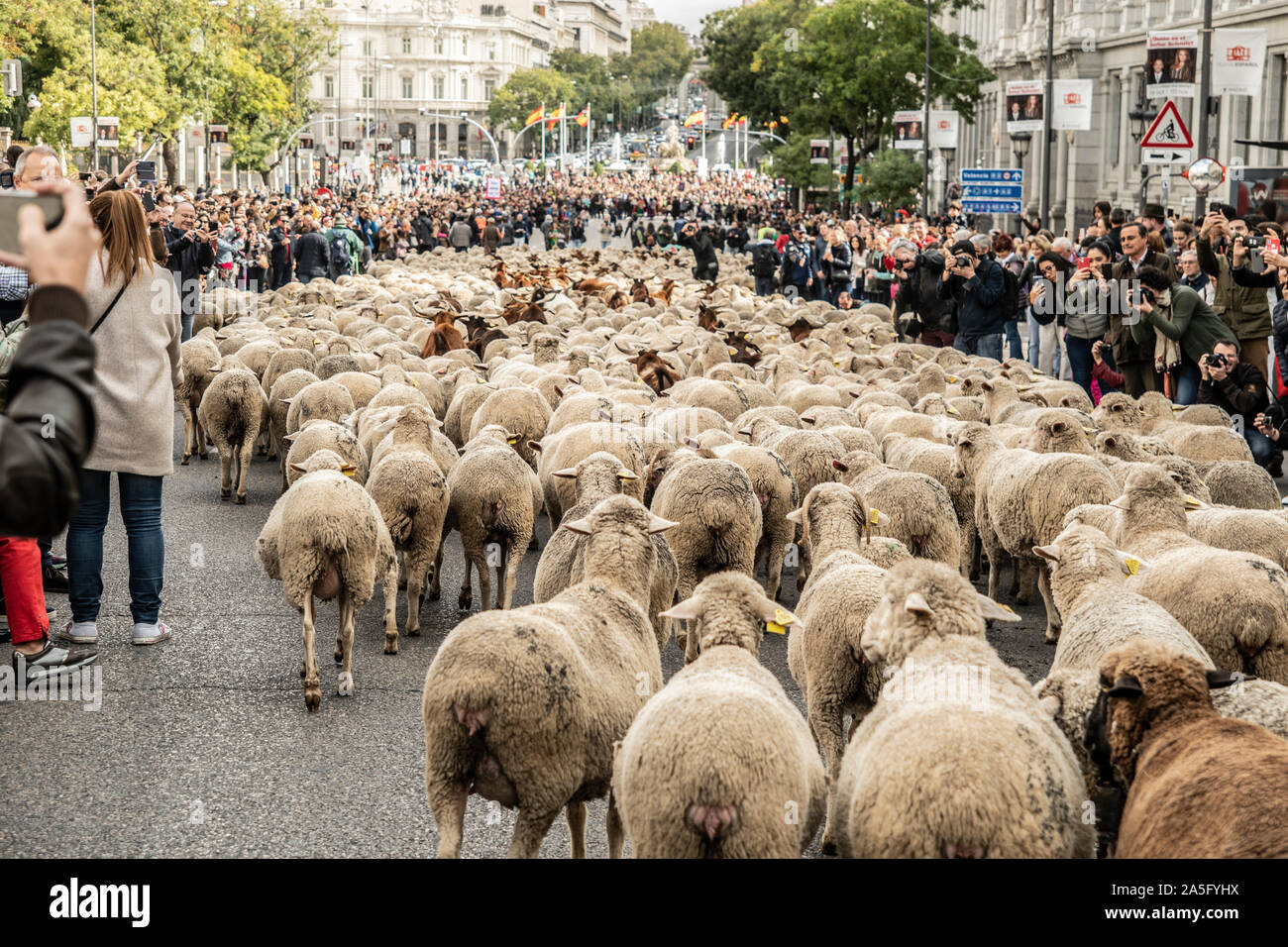 Madrid, Spain. 20th Oct, 2019. The celebrations of Transhumance is an event that has been held in Madrid since 1994. It is celebrated to vindicate the importance of livestock in Spain for centuries, it always takes place in the month of October. They start from the country house park and its route, it will pass through the main street, the Puerta del Sol and Cibeles. (Photo by Alberto Sibaja/Pacific Press) Credit: Pacific Press Agency/Alamy Live News Stock Photo