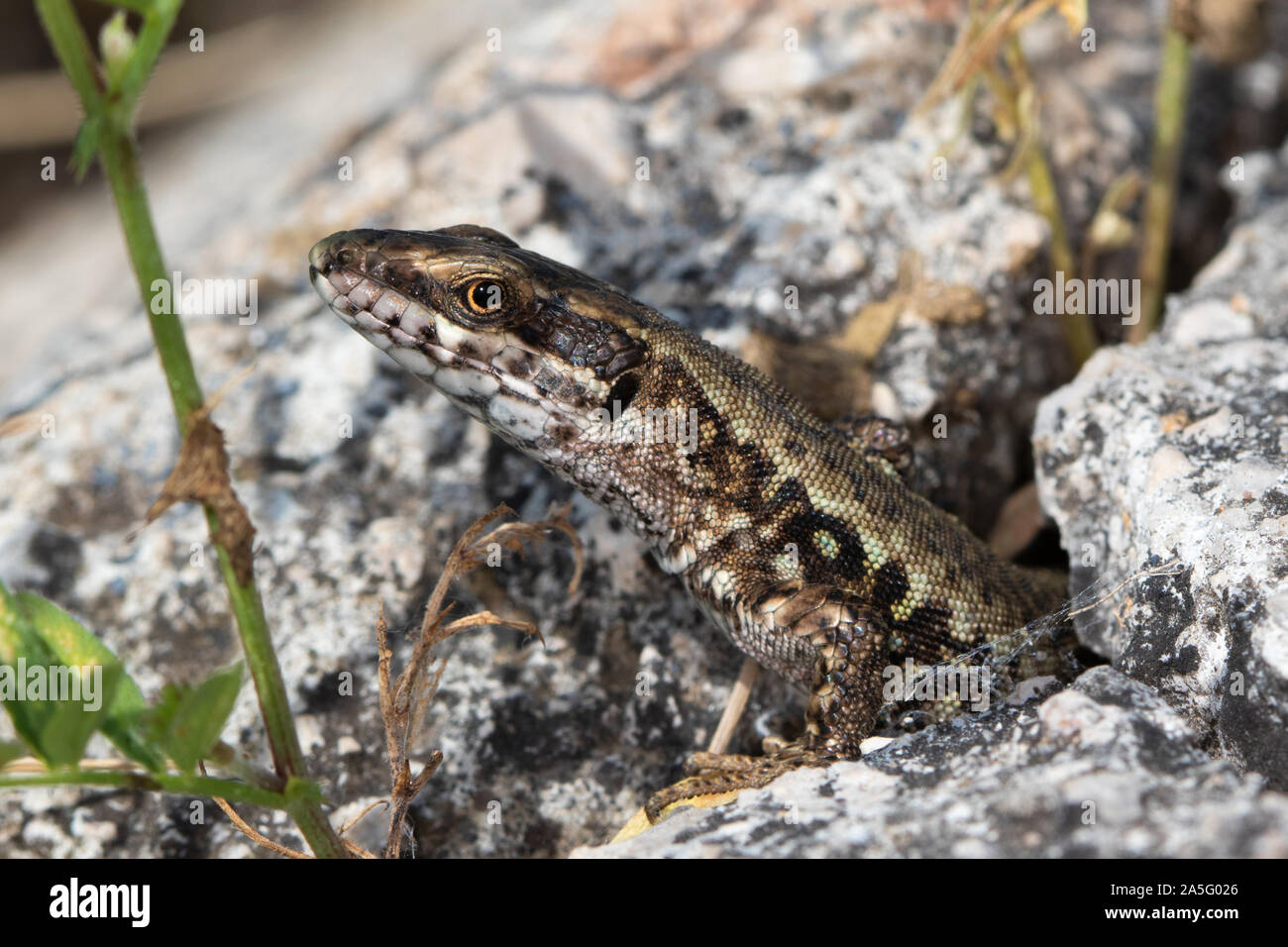 Common Wall Lizard (Podarcis muralis) cautiously emerging from a rock crevice Stock Photo