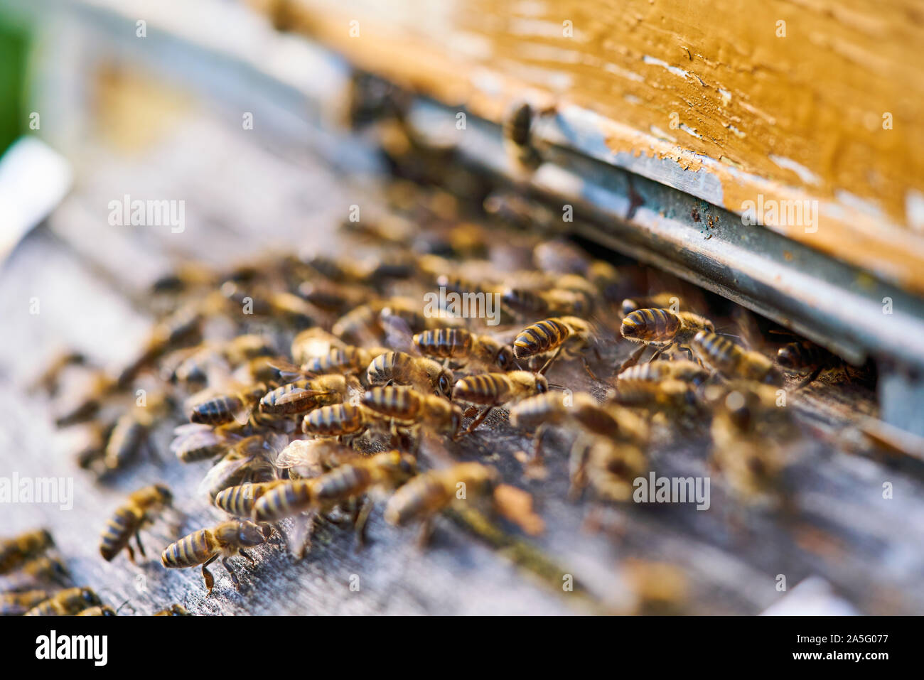 Honeycomb honey bee close up hi-res stock photography and images - Alamy