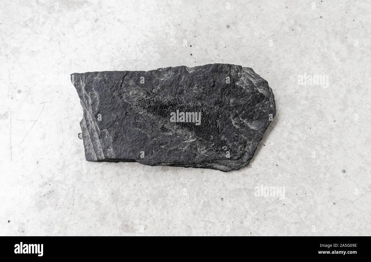 Coal fossil with fish imprint, fossilised fish remains, Germany Stock Photo