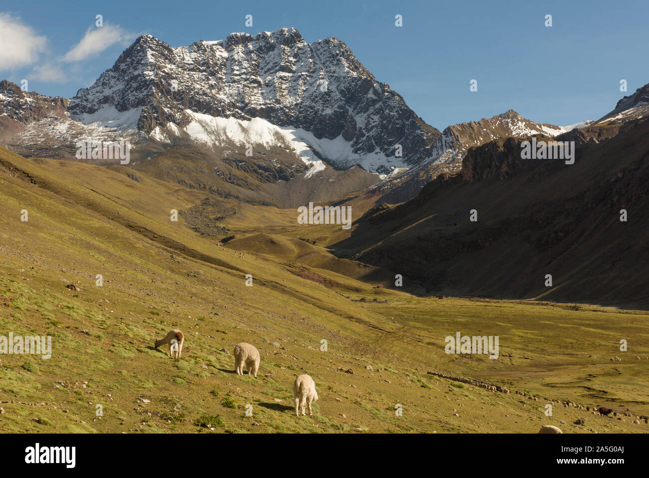 Peru snow llama hi-res stock photography and images - Alamy