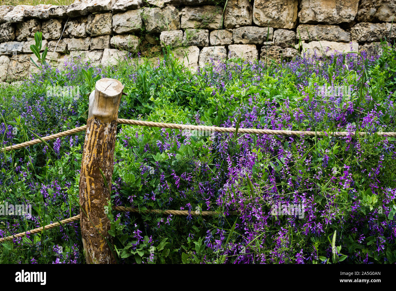 Flowers against ancient stone wall Stock Photo