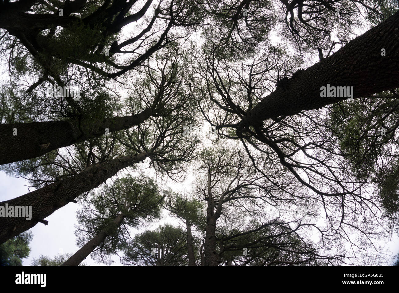 The Cedars of Lebanon Stock Photo