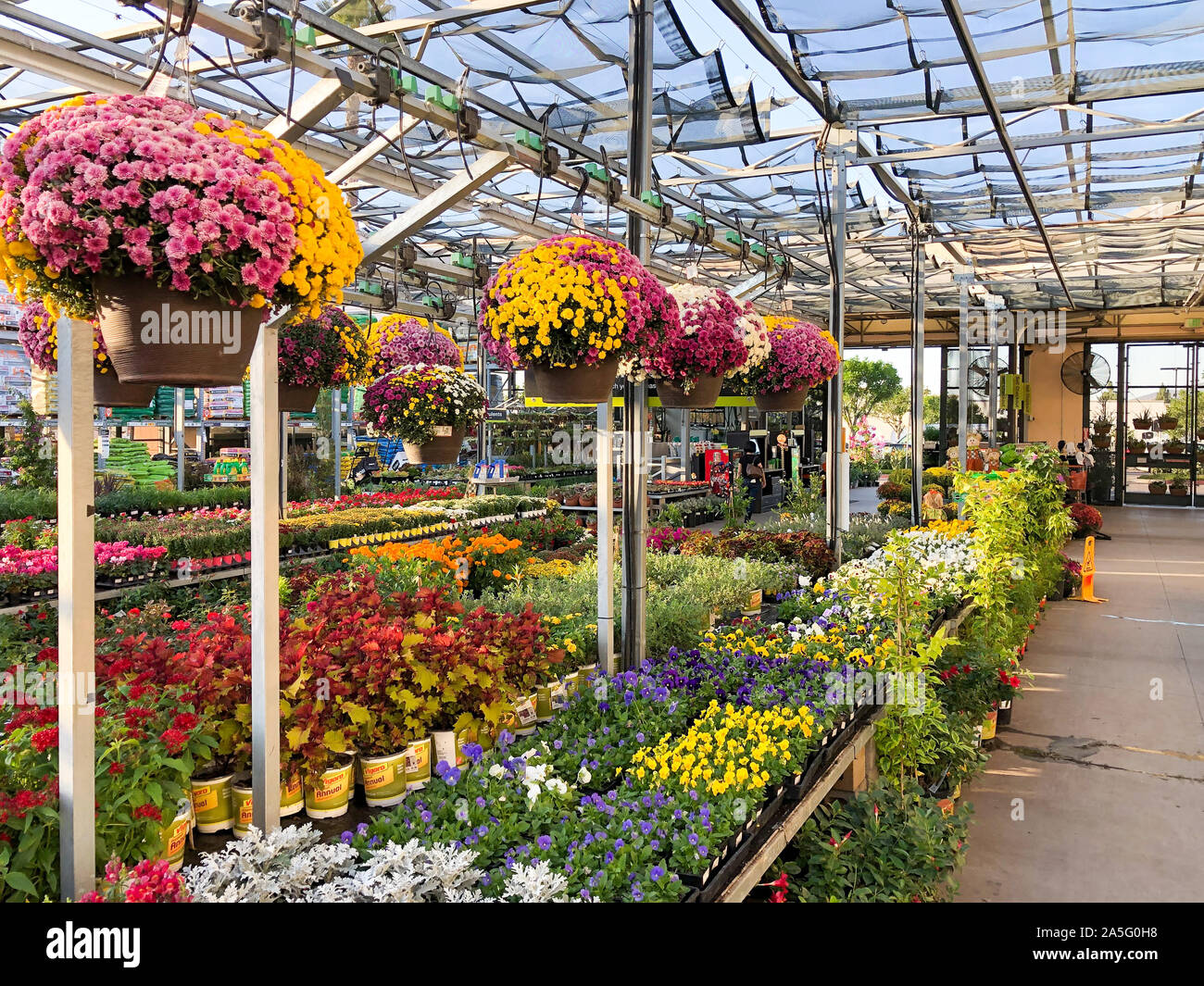 Rows Of Colorful Flowers And Plants For Sale At A Garden Nursery At The Home Depot San Diego Usa October 15th 19 Stock Photo Alamy