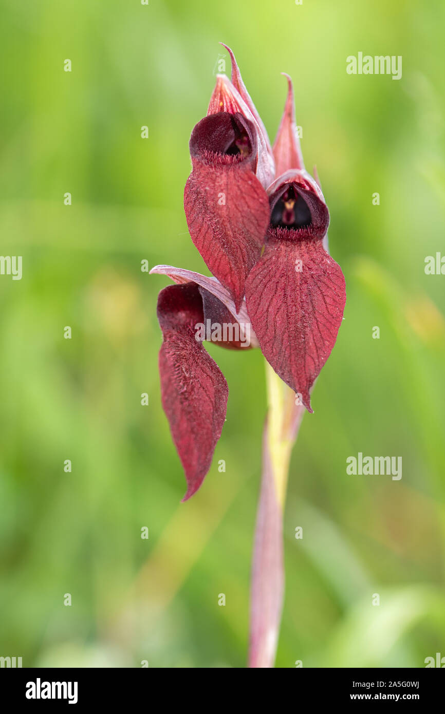 Heart-lipped Tongue-orchid (Serapias cordigera) flower Stock Photo