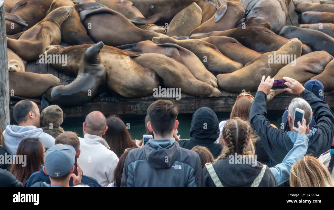 Seals on San Francisco's Pier 39 Stock Photo