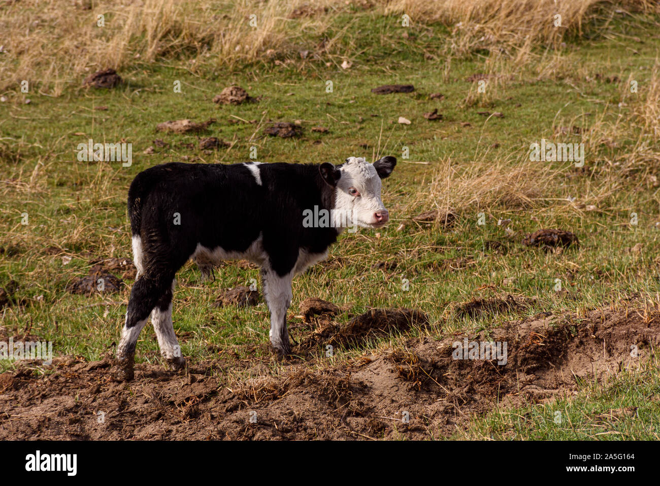 Black and White young calf on a green meadow Stock Photo - Alamy