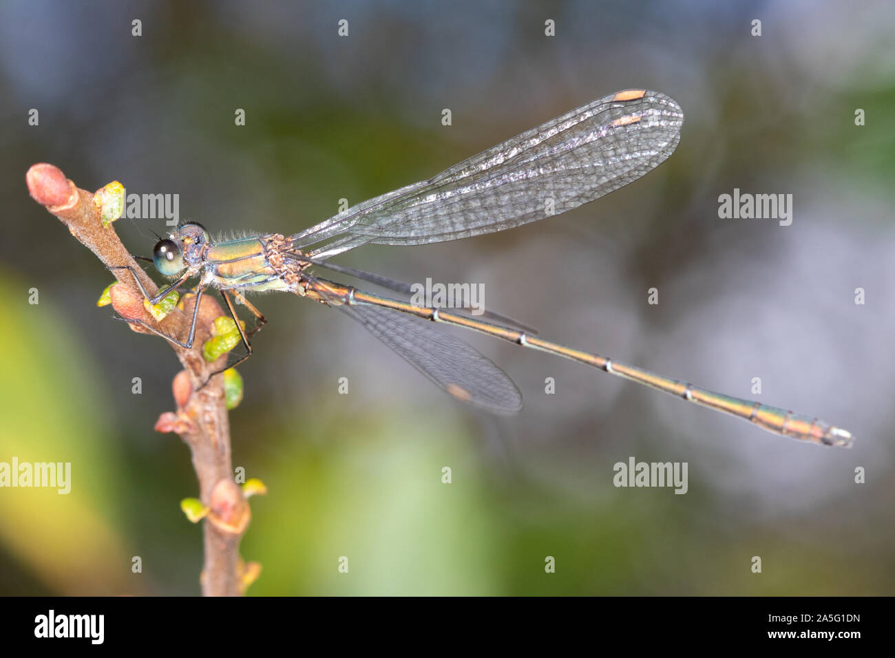 Willow Emerald Damselfly (Lestes viridis) resting on a willow branch Stock Photo