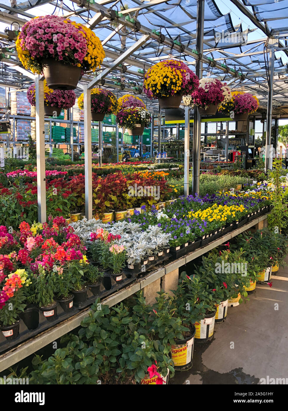 Rows of colorful flowers and plants for sale at a garden nursery at The  Home Depot, San Diego, USA. October, 15th, 2019 Stock Photo - Alamy