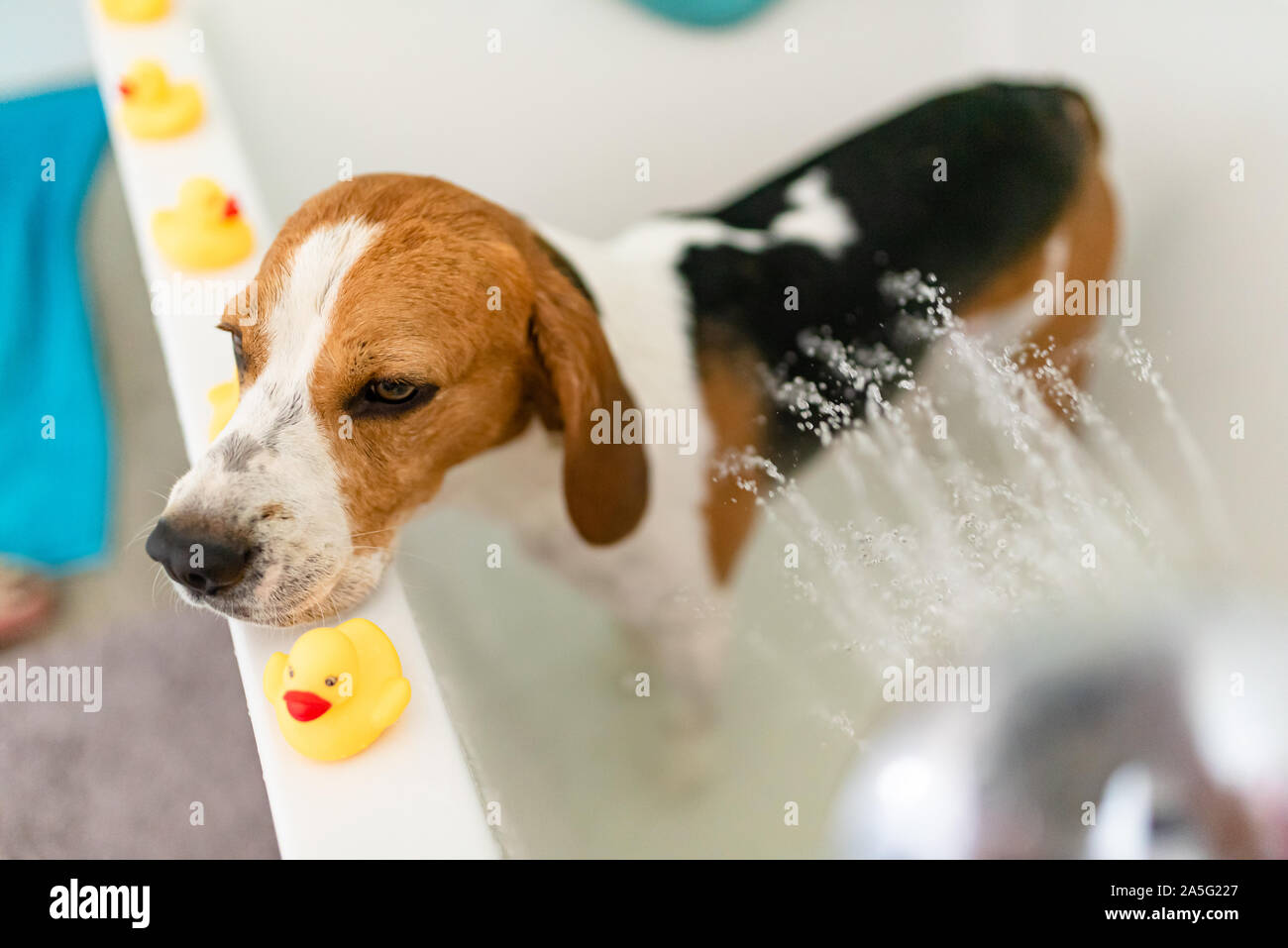 Nervous beagle dog in bathtub taking shower. Dog not liking water baths