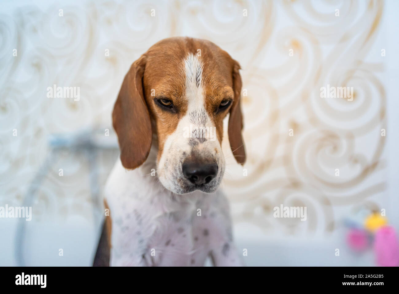 Nervous beagle dog in bathtub taking shower. Dog not liking water baths