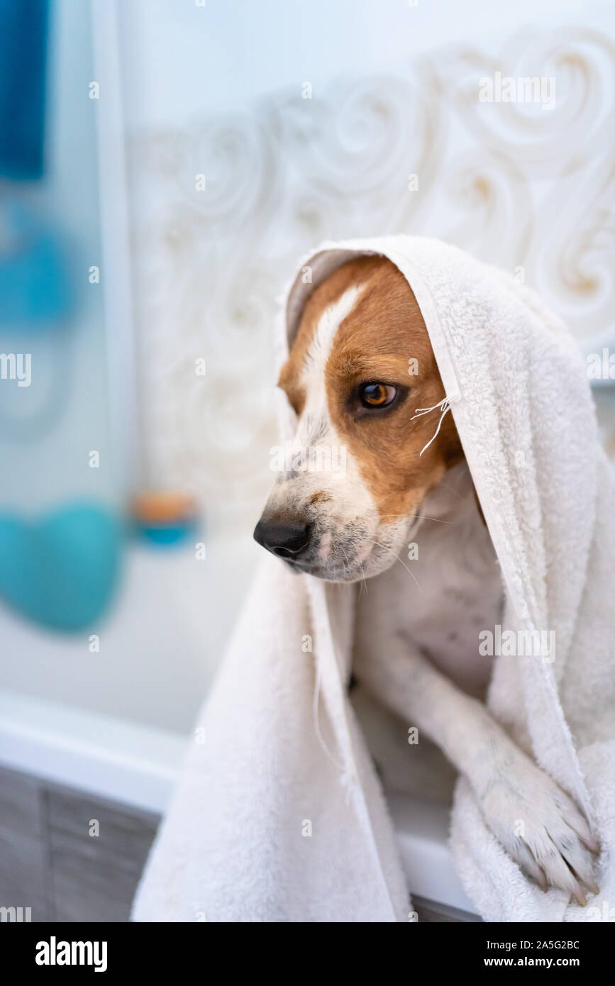 How Do You Bathe A Dog Without Water