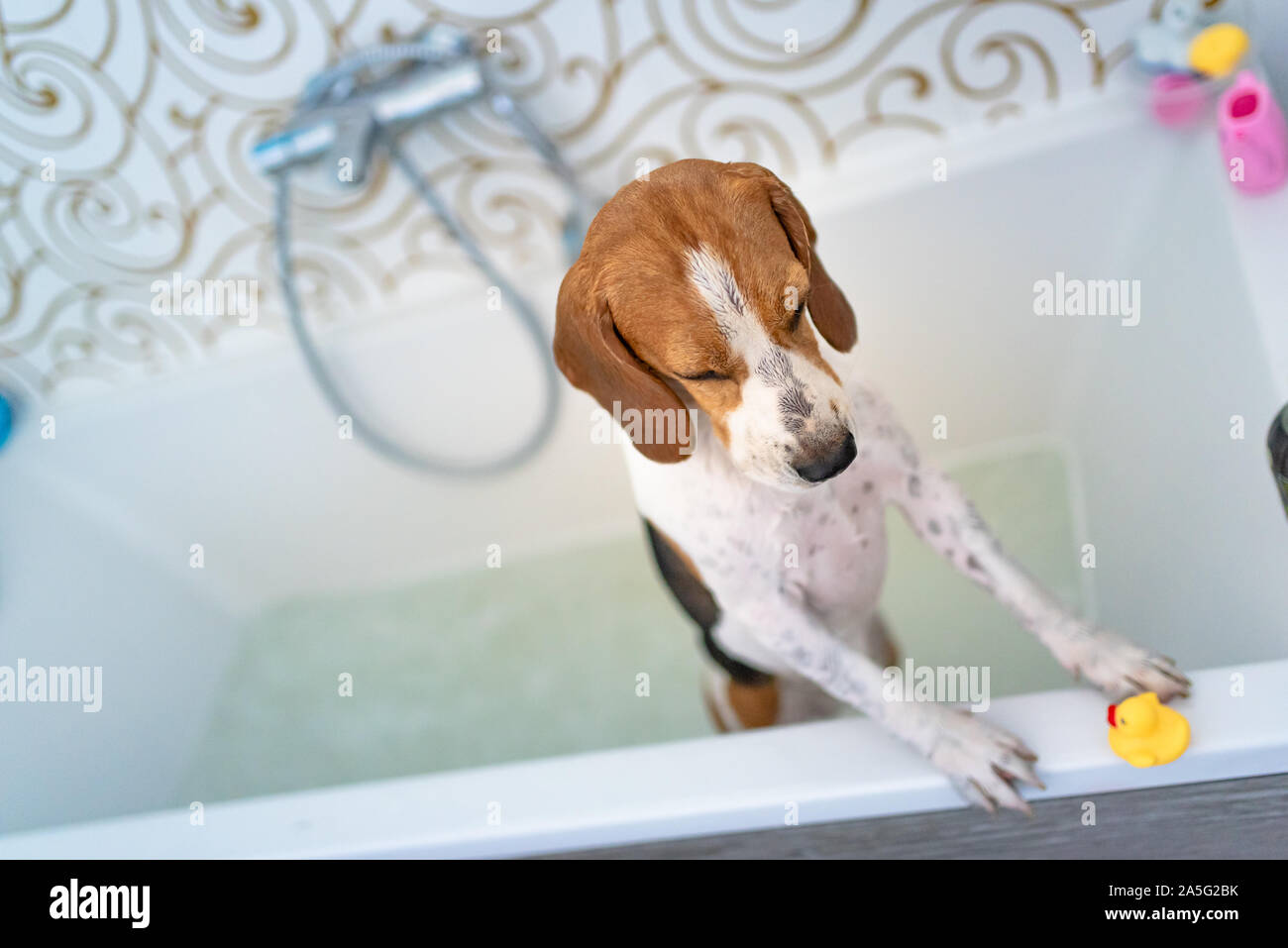Beagle shower hires stock photography and images Alamy