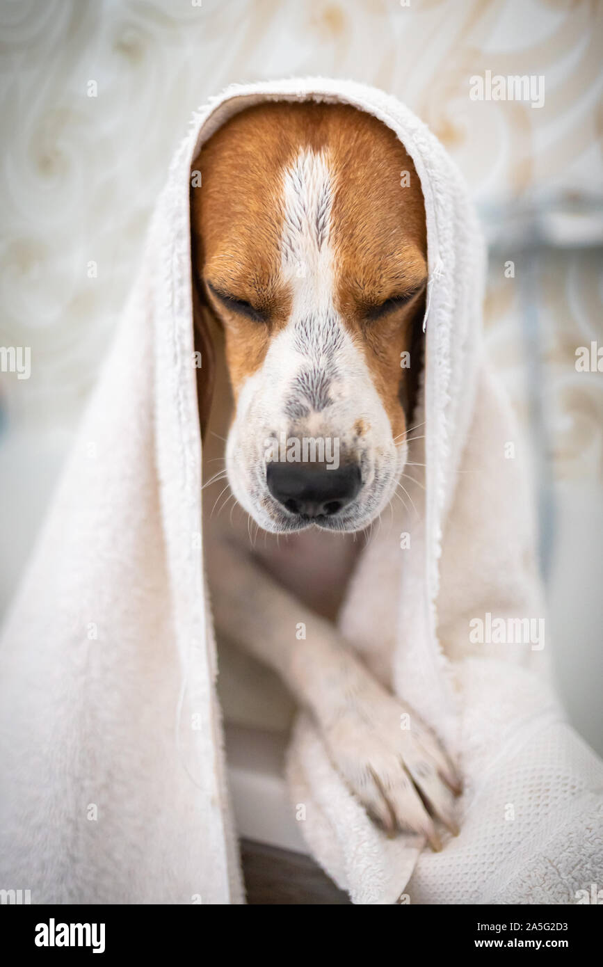 Nervous beagle dog in bathtub taking shower. Dog not liking water baths concept Stock Photo Alamy