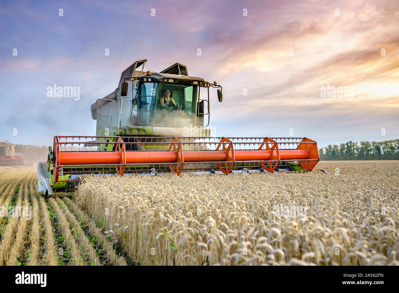 Combine harvester harvests ripe wheat. Ripe ears of gold field on the sunset cloudy orange sky background. . Concept of a rich harvest. Agriculture Stock Photo