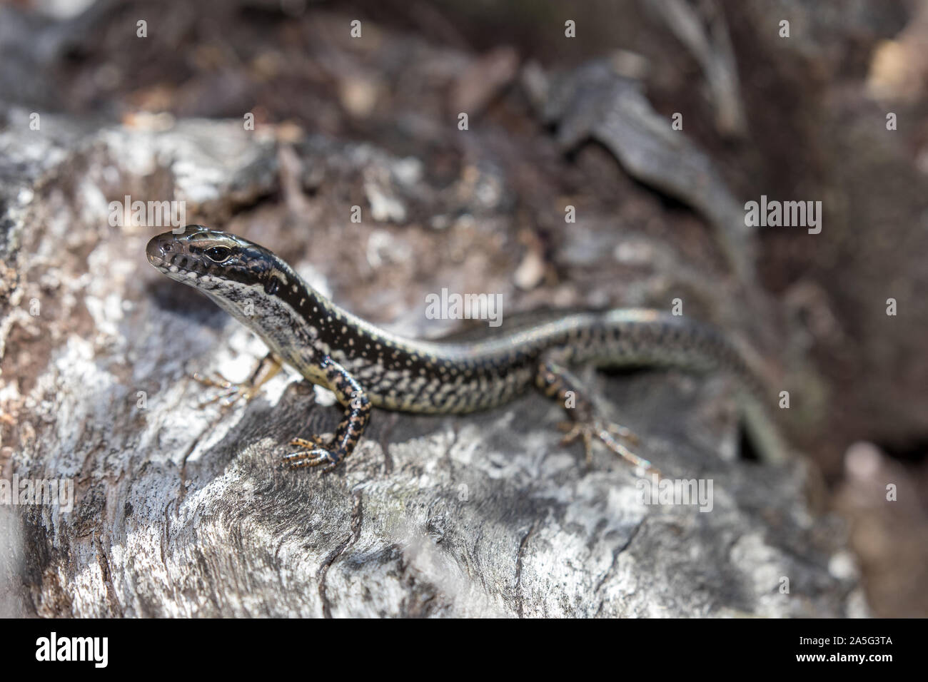 Yellow-bellied Water Skink Stock Photo - Alamy