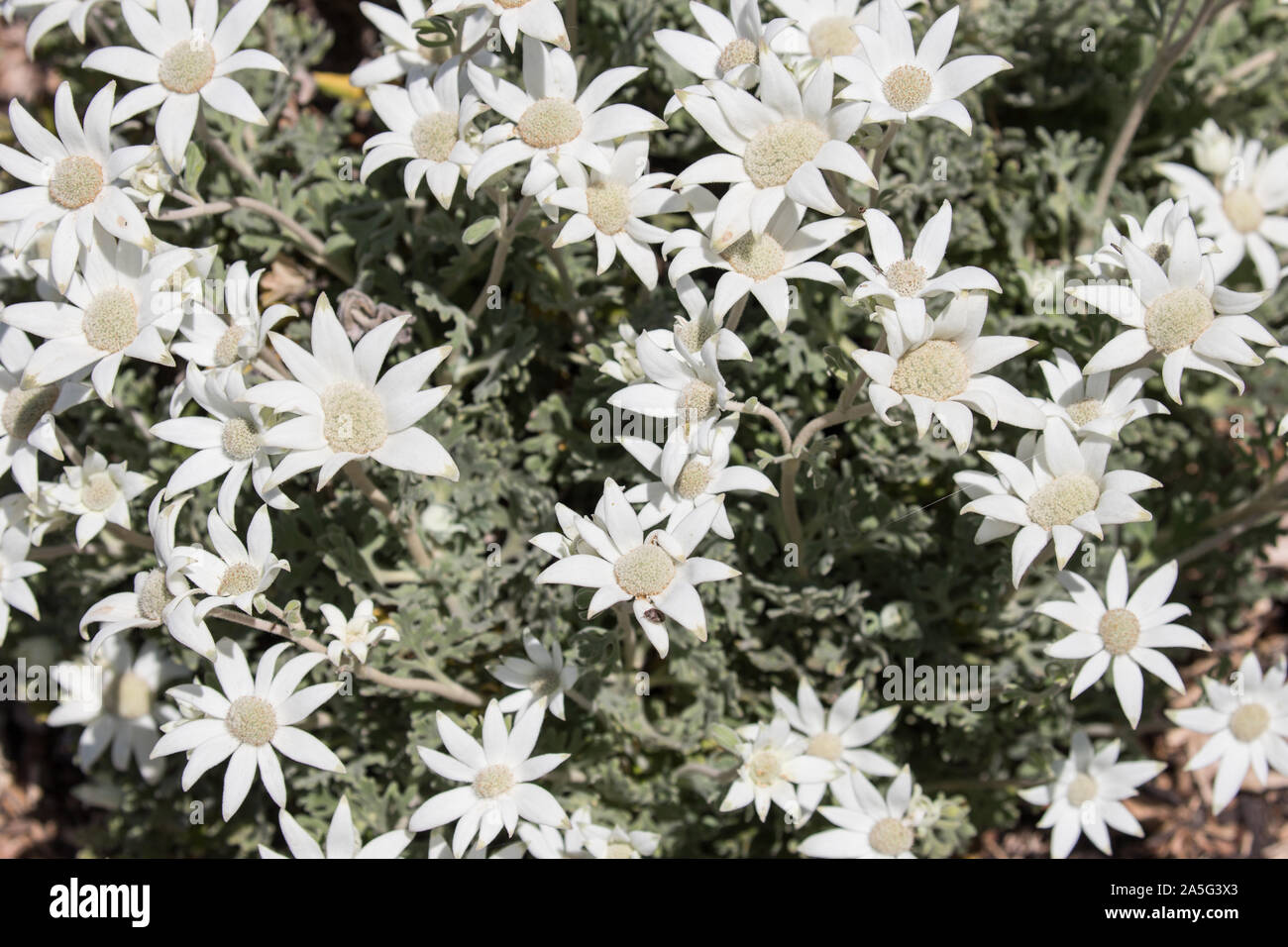 Australian native Flannel Flower Stock Photo