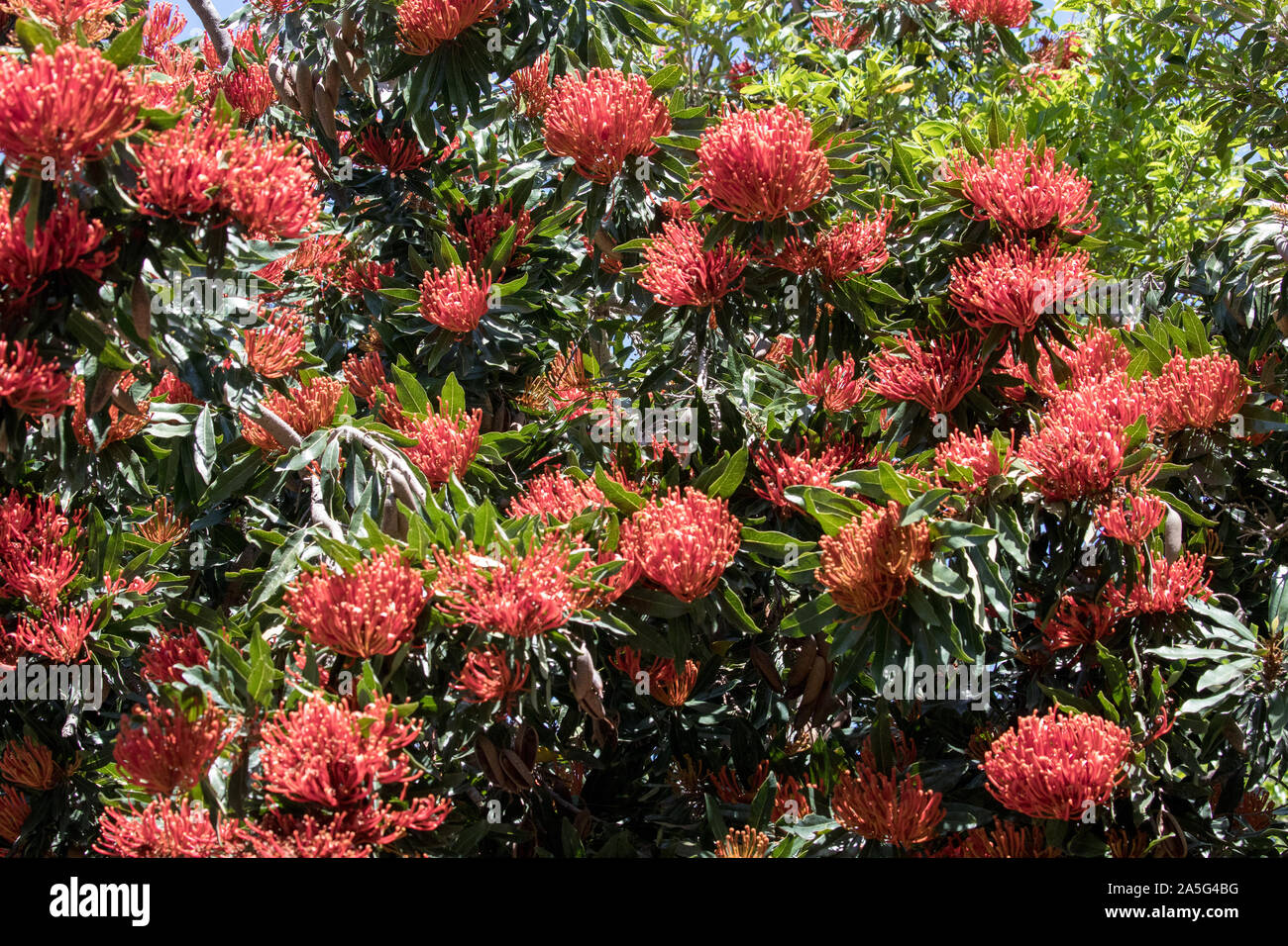 Waratah tree hires stock photography and images Alamy