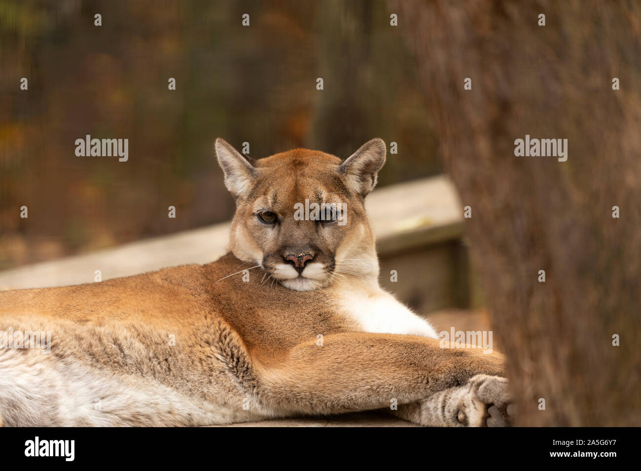 Young cougar (Puma concolor) ,known as Mountain lion in the ZOO Stock Photo  - Alamy