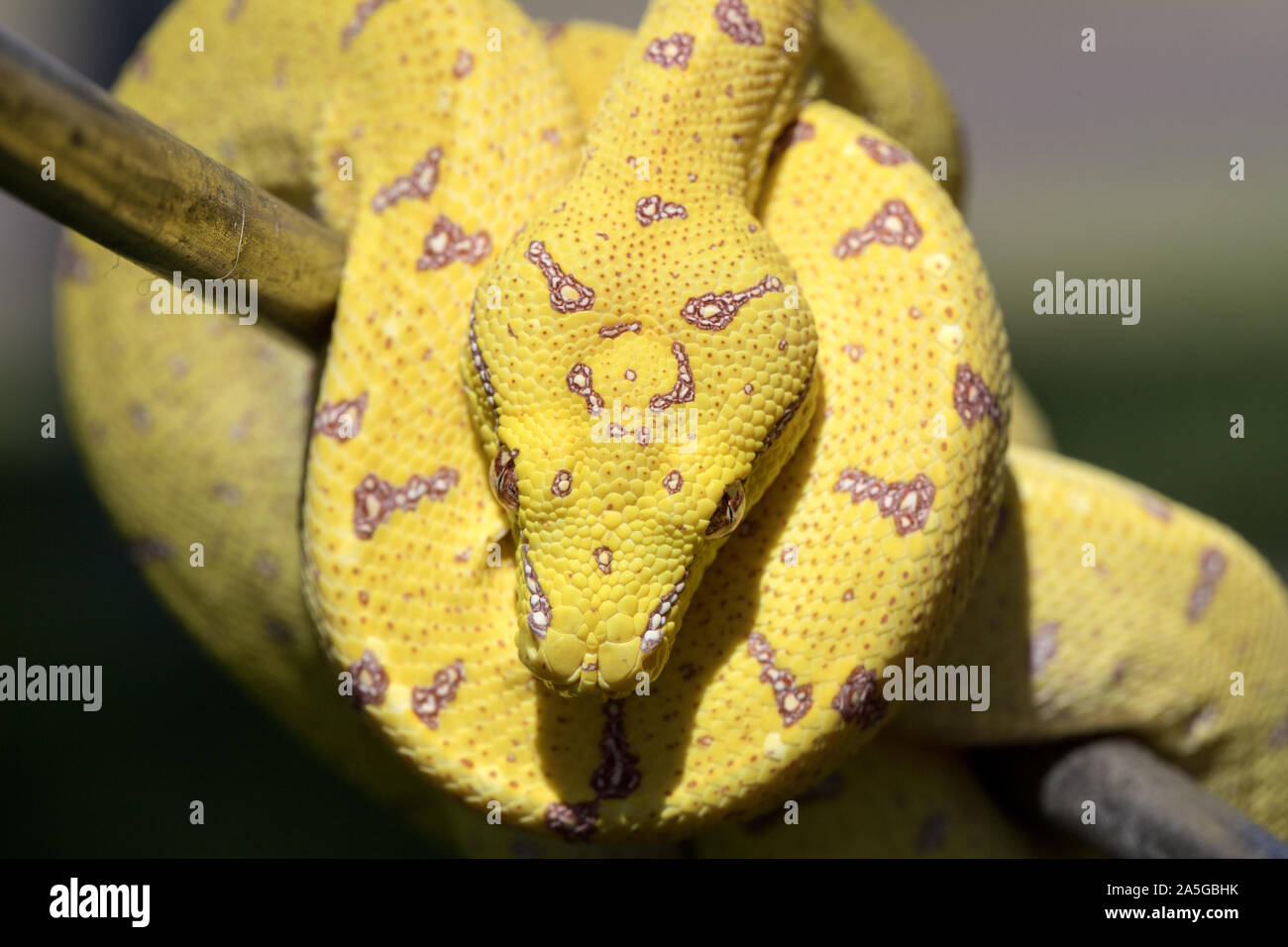 Australian green python hi-res stock photography and images - Alamy