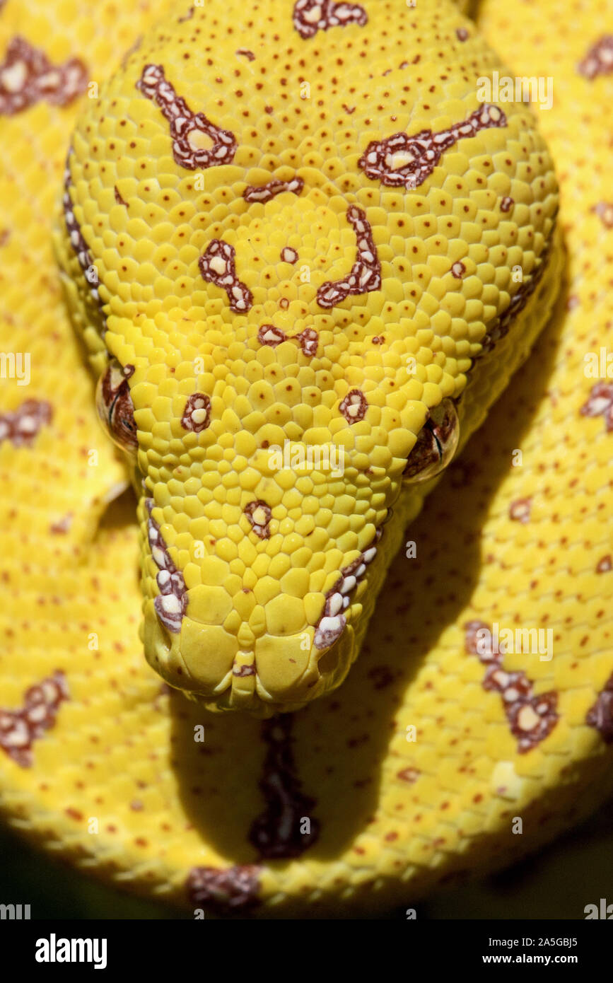 Australian green python hi-res stock photography and images - Alamy