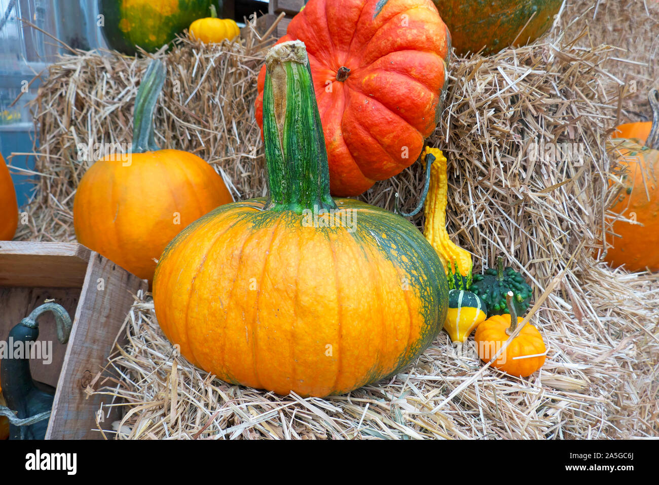 Pumpkins on Display Stock Photo