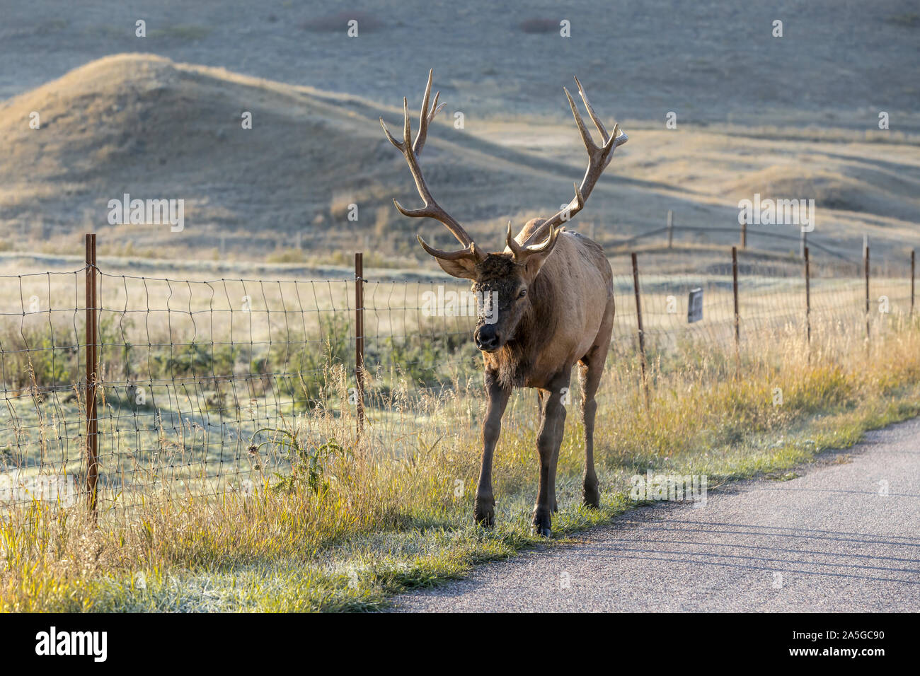 A bull elk is walking by a road at the National Elk and Bison range in Montana. Stock Photo