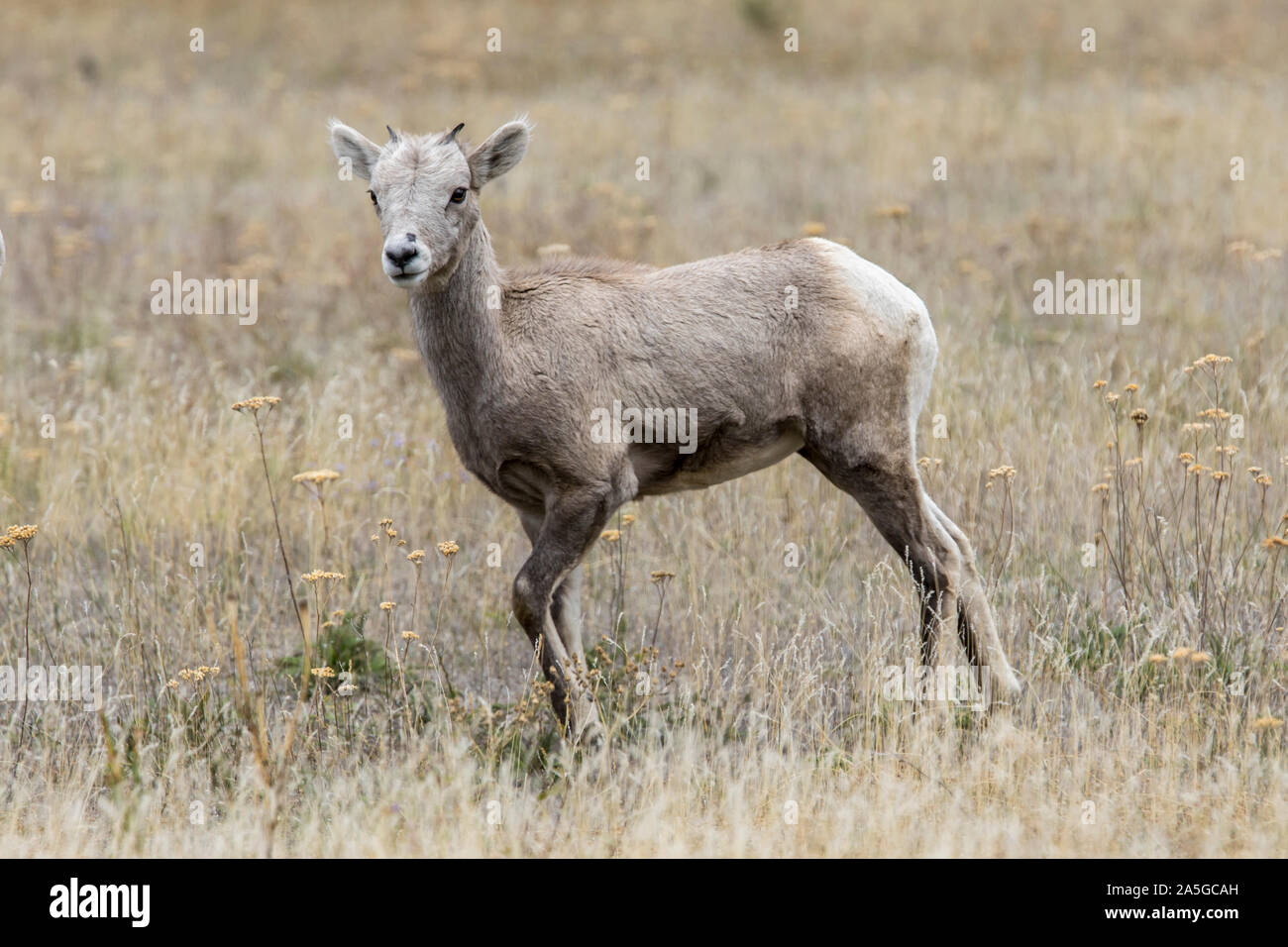 A bighorn sheep lamb stands in a grassy field along hwy 200 just west of Thompson Falls, Montana. Stock Photo
