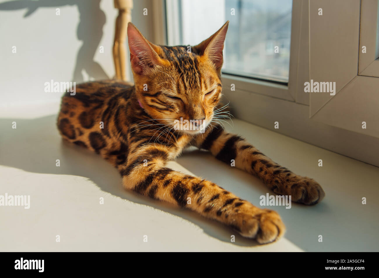Cute bengal kitty cat laying next to the window at home Stock Photo - Alamy